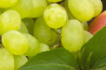 Weintrauben - Obst und Früchte
